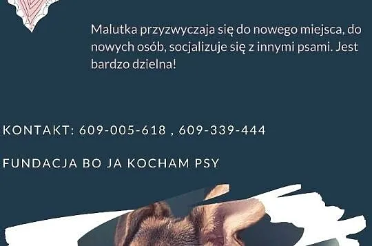 Daisy czeka na adopcję!, Łódzkie, Łódź