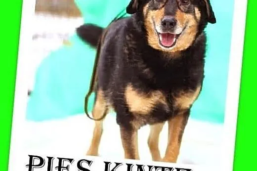 Duży,spokojny,łagodny,przyjazny pies KINTE. Adopcje.,  dolnośląskie Wrocław