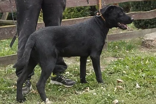 Piesek w typie czarnego labradora do adopcji