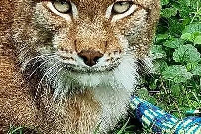 Ryś euroazjatycki (Lynx lynx) - piękny, dorosły samiec