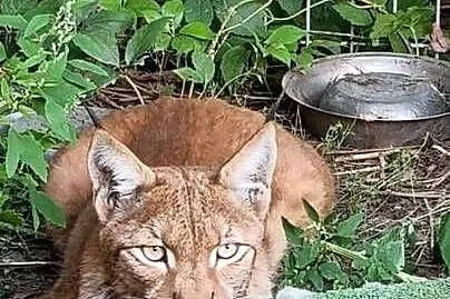 Ryś euroazjatycki (Lynx lynx) - piękny, dorosły samiec, Śląskie, Katowice