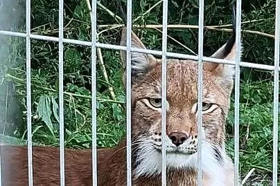 Ryś euroazjatycki (Lynx lynx) - piękny, dorosły samiec, Śląskie, Katowice