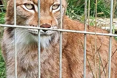 Ryś euroazjatycki (Lynx lynx) - piękny, dorosły samiec, Śląskie, Katowice