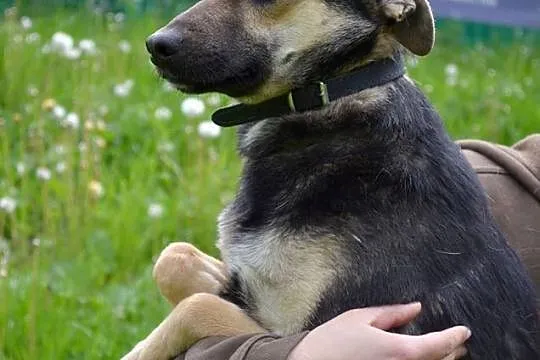 Karo nie radzi sobie w schronisku! Dom poszukiwany