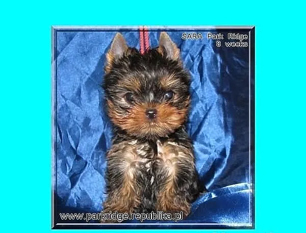 SARA - suczka 0,7 kg , york , yorki , rodowód ZKwP