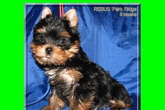 SARA - suczka 0,7 kg , york , yorki , rodowód ZKwP