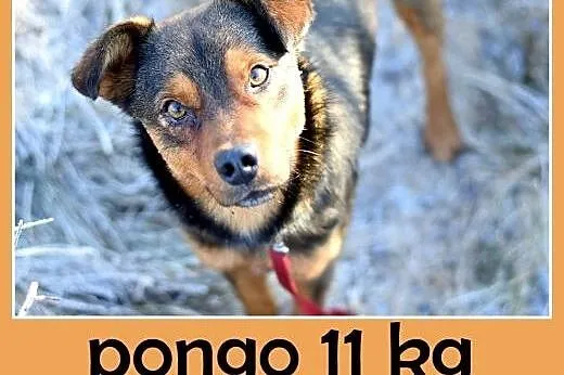 10kg,mały,łagodny,wesoły piesek PONGO.Adopcja,  dolnośląskie Wrocław