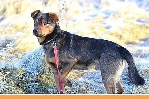 10kg,mały,łagodny,wesoły piesek PONGO.Adopcja,  do