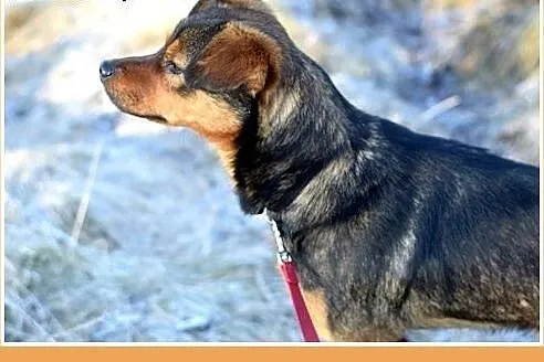 10kg,mały,łagodny,wesoły piesek PONGO.Adopcja,  do