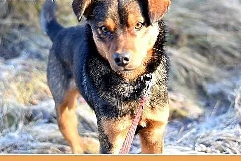 10kg,mały,łagodny,wesoły piesek PONGO.Adopcja,  do