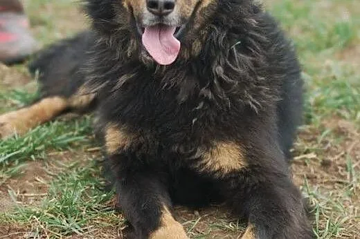 Klara - duża, wesoła, towarzyska suczka ADOPCJA,  Kundelki cała Polska