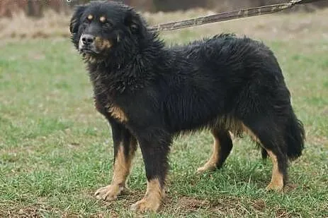 Klara - duża, wesoła, towarzyska suczka ADOPCJA,  