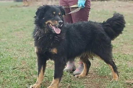 Klara - duża, wesoła, towarzyska suczka ADOPCJA,  