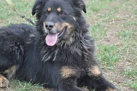 Klara - duża, wesoła, towarzyska suczka ADOPCJA,  
