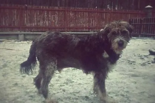 Cudowny Misio szuka superowego domu!,  mazowieckie