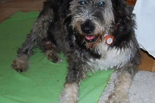 Cudowny Misio szuka superowego domu!,  mazowieckie