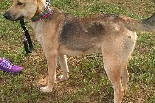 1,5 roczny, mądry, dobry piesek BUGI pilnie potrze