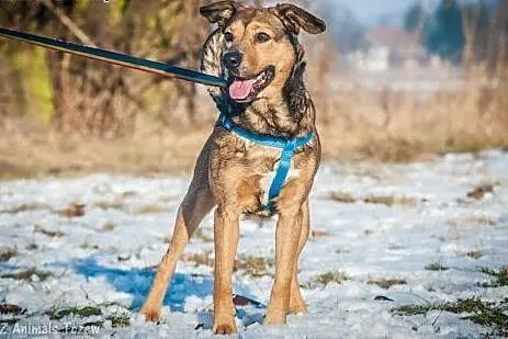 OTOZ Animals - Keney - cudowny, młody psiak z nowy