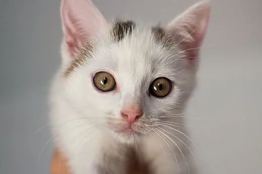 Buba - śliczna, biała 8 tygodniowa koteczka do adopcji,  łódzkie Łódź