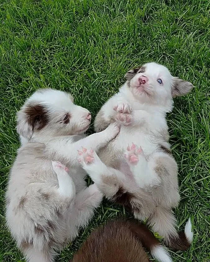 Border Collie RedMerle, Zachodniopomorskie, Szczecinek