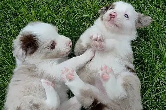 Border Collie RedMerle, Zachodniopomorskie, Szczecinek