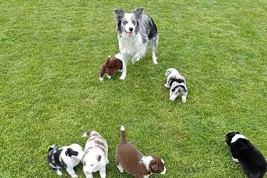 Border Collie RedMerle, Zachodniopomorskie, Szczecinek