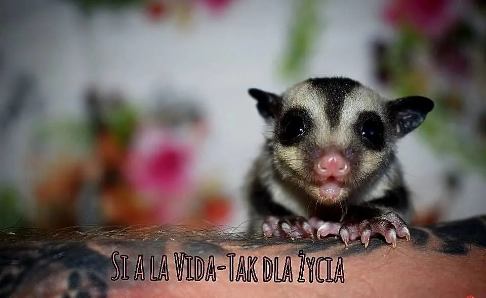 Lotopalanki, lotopałanka karłowata, sugar glider, Dolnośląskie, Wrocław