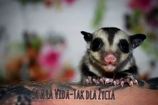 Lotopalanki, lotopałanka karłowata, sugar glider, Dolnośląskie, Wrocław