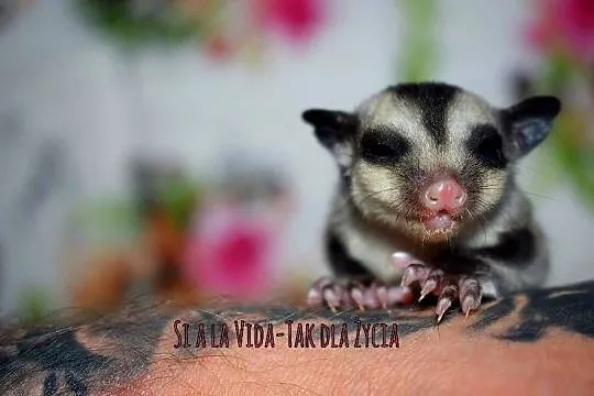 Lotopalanki, lotopałanka karłowata, sugar glider, Dolnośląskie, Wrocław