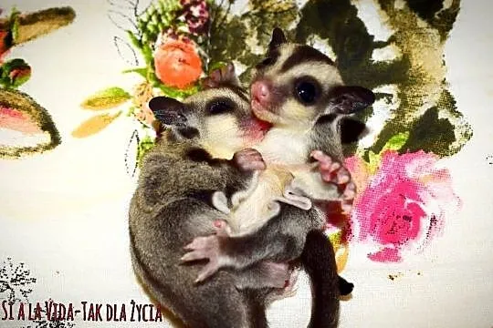 Lotopalanki, lotopałanka karłowata, sugar glider, Dolnośląskie, Wrocław