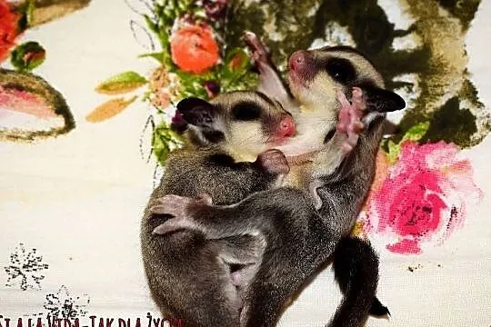 Lotopalanki, lotopałanka karłowata, sugar glider, Dolnośląskie, Wrocław