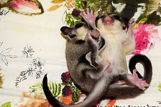 Lotopalanki, lotopałanka karłowata, sugar glider, Dolnośląskie, Wrocław