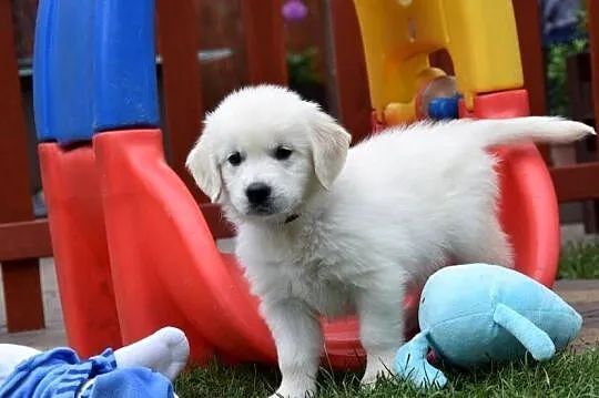 Golden Retriever szczenięta ZKWP FCI