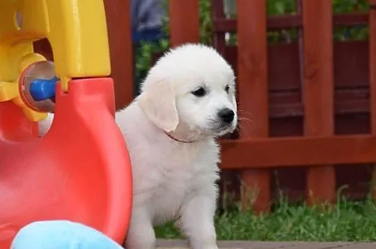 Golden Retriever szczenięta ZKWP FCI, Mazowieckie, Łochów