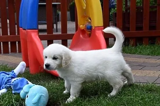 Golden Retriever szczenięta ZKWP FCI, Mazowieckie, Łochów