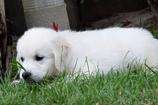 Golden Retriever szczenięta ZKWP FCI, Mazowieckie, Łochów