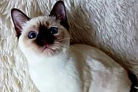 Kotka syjamska tajska do płatnej adopcji z rodowodem WCF Niebieskookie *pl