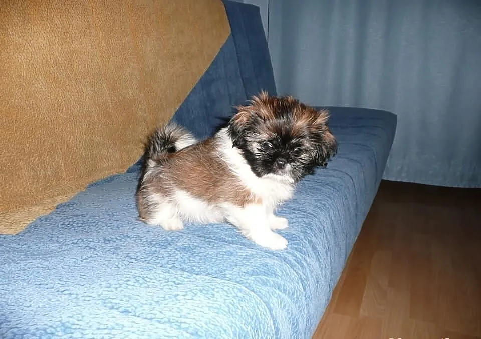 Shih Tzu Tricolor Nowy Dwór Maz.