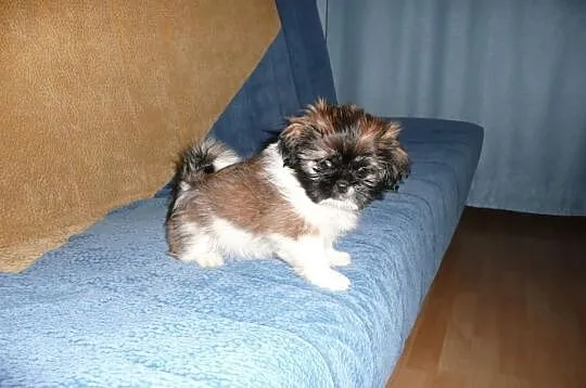 Shih Tzu Tricolor Nowy Dwór Maz.
