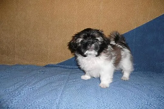 Shih Tzu Tricolor Nowy Dwór Maz.