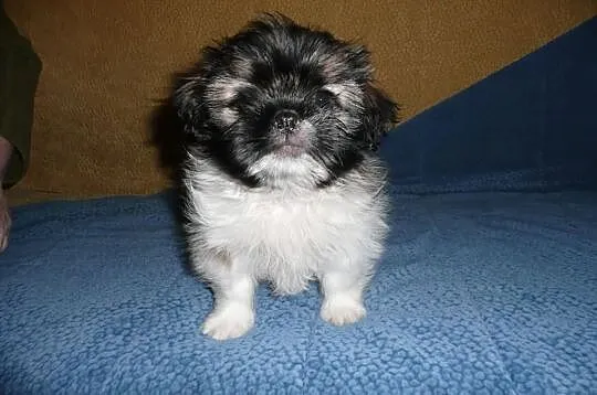 Shih Tzu Tricolor Nowy Dwór Maz.