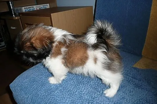 Shih Tzu Tricolor Nowy Dwór Maz.