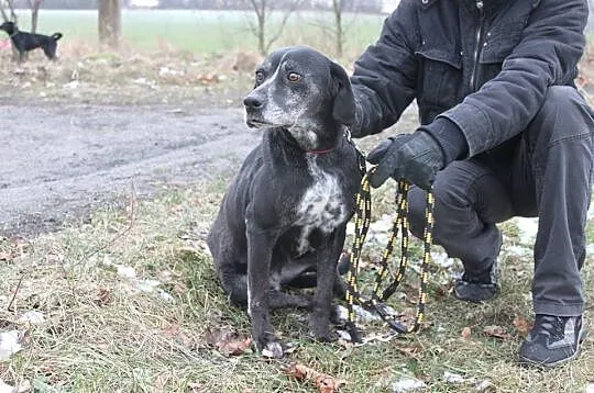 Przestraszona, śliczna sunia czeka na dom_