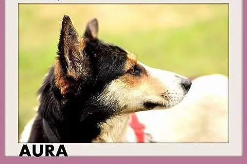 AURA,średnia,przyjazna,towarzyska,łagodna suczka.A