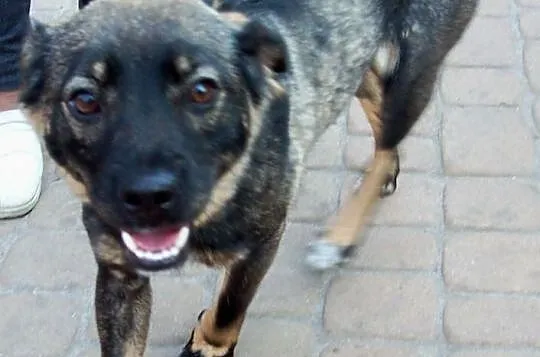 Podpisanie papierów adopcyjnych jest oczywiście ko