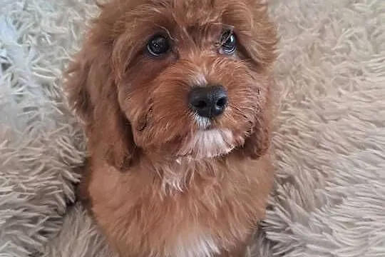 Cavapoo piesek red, mama cavalier tata pudel toy red, Świętokrzyskie, Busko-Zdrój
