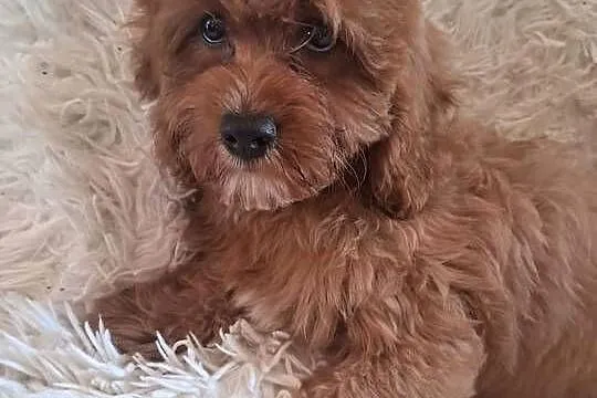 Cavapoo piesek red, mama cavalier tata pudel toy red, Świętokrzyskie, Busko-Zdrój