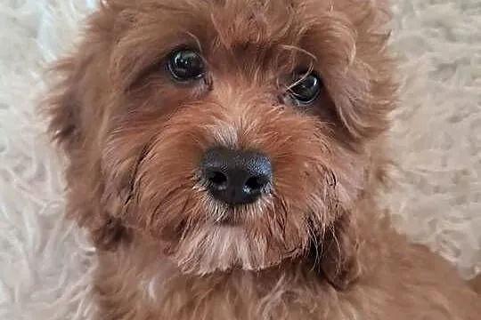Cavapoo piesek red, mama cavalier tata pudel toy red, Świętokrzyskie, Busko-Zdrój