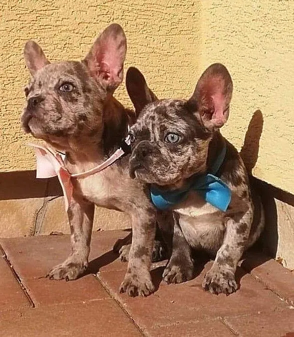 Buldog, , Wrocław