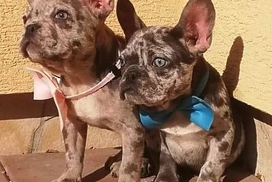 Buldog, , Wrocław